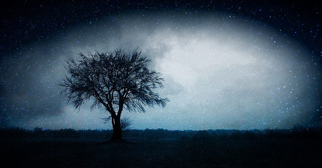 Night sky with solitary tree, silhouette.